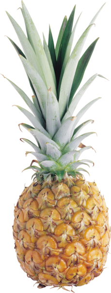Ananas Png Resmi Pineapple Png - Pineapple (229x600)