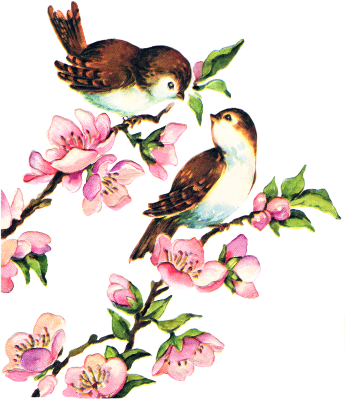 Lovebird Birdcage Domestic Canary Clip Art - Vintage Bird Clip Art (768x874)