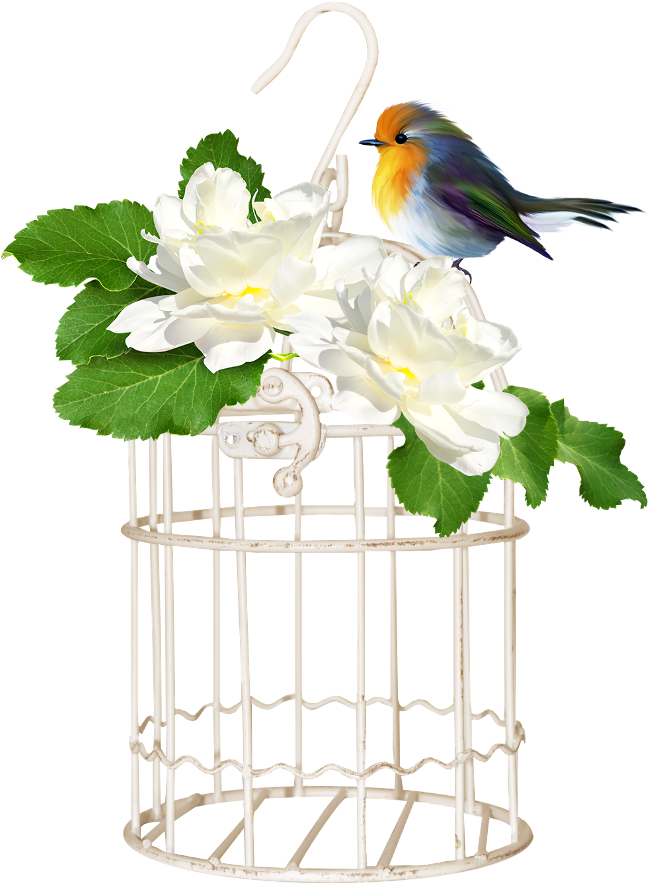 Bird Cage - Cage (650x950)