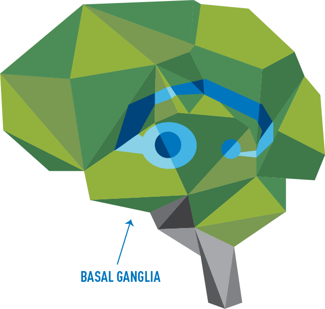 The Brain's Basal Ganglia - Graphic Design (635x603)
