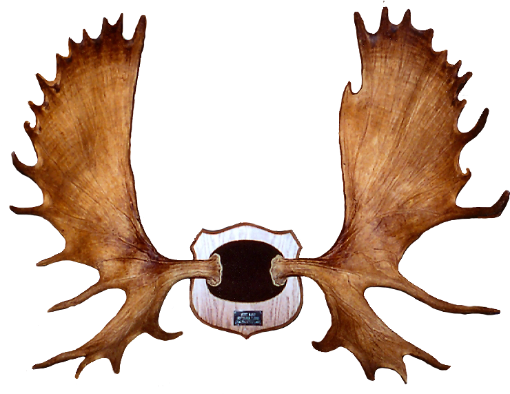 Got Moose? Throw Blanket (754x572)