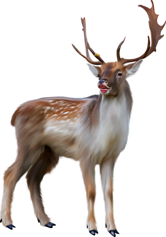 Dyskusja Na Liveinternet - Png Li Hareketli Ceylan (561x800)