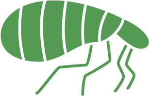 Insect Green Pollinator Clip Art - Net-winged Insects (501x501)