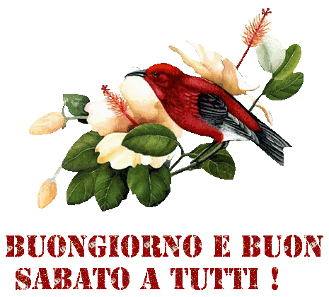 Ciao Accia, Mò È Subbete P'a Panze, Vedìme Chiù Tarde - Bon Debut De Semaine Message (449x399)