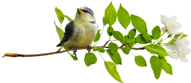 *** Il Fait Bon Le Soleil Brille La Température Est - Птички Гиф (640x276)