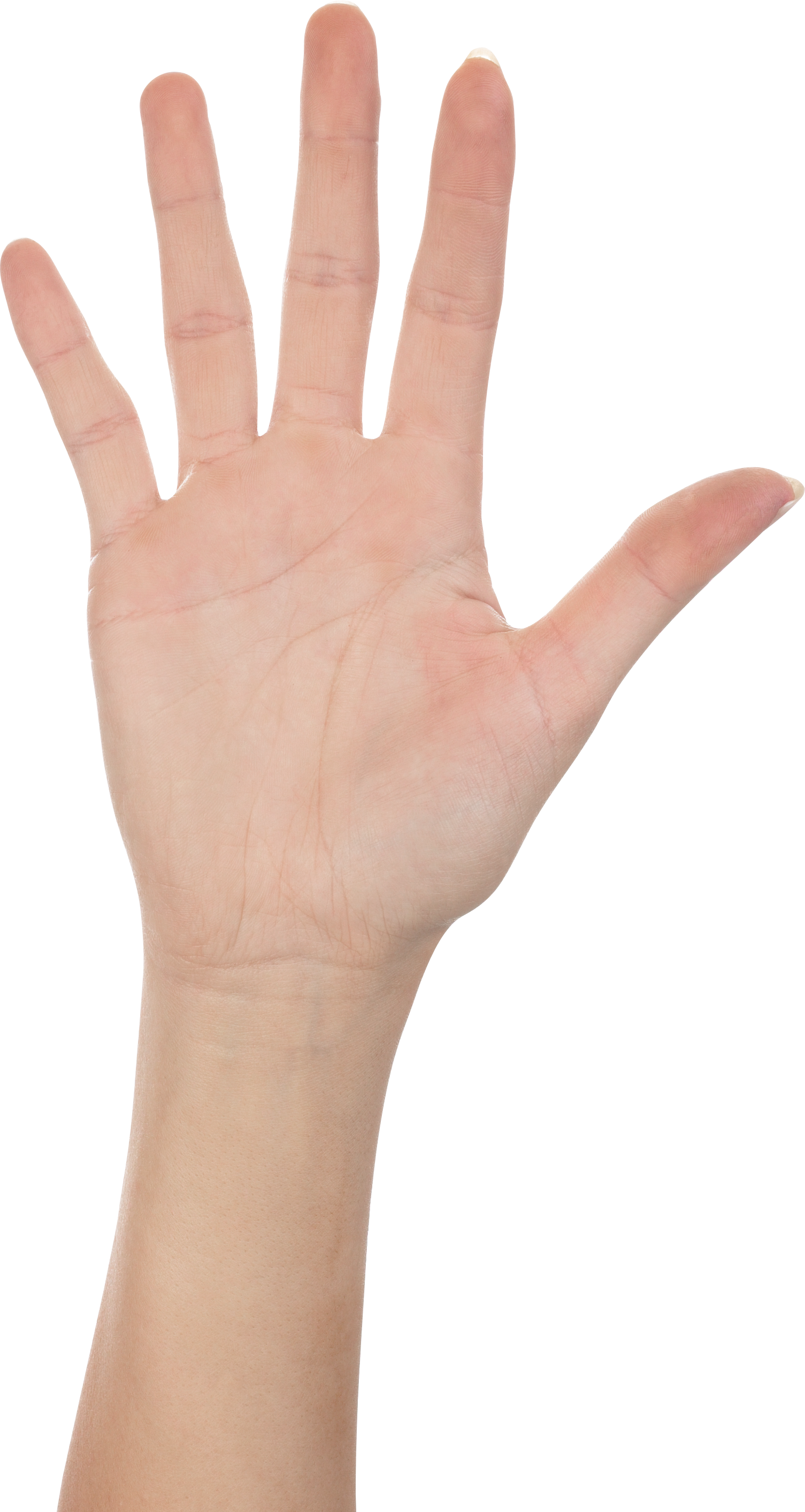 Five Finger Hand Png Image - Hands High Resolution Png (1505x2827)
