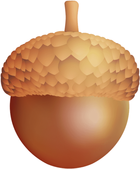 Free Png Acorn Png Images Transparent - Clip Art (480x574)
