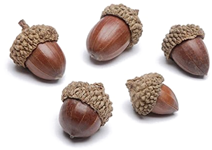Acorn Transparent Image - Bigbolo Darice Small Acorn Decorations (500x500)