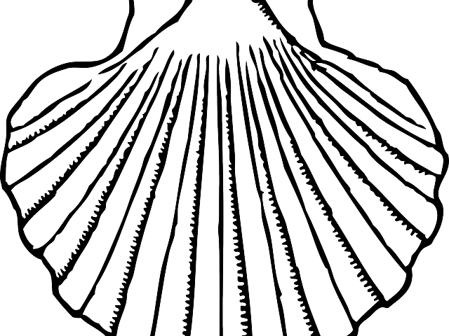 Shell Clipart Mussel Shell - Clams Clipart (640x480)