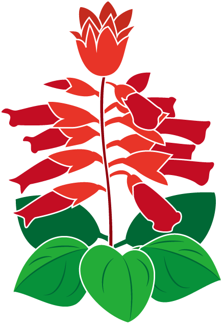 夏の花2 16 サルビアイラスト - サルビア イラスト 無料 (439x633)