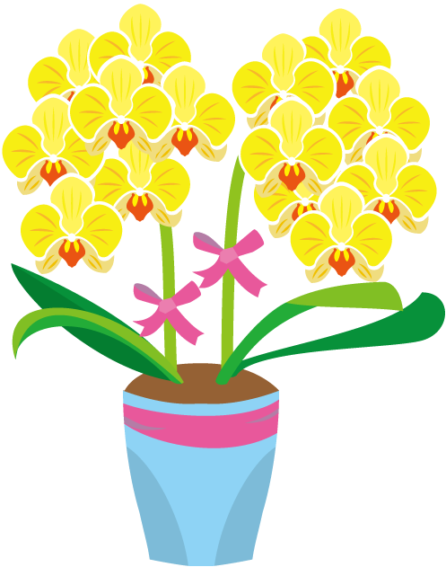 鉢植え04 胡蝶蘭イラスト Phalaenopsis Aphrodite 497x631 Png Clipart Download 鉢植え04 胡蝶蘭イラスト Phalaenopsis Aphrodite 497x631 Png Clipart Download