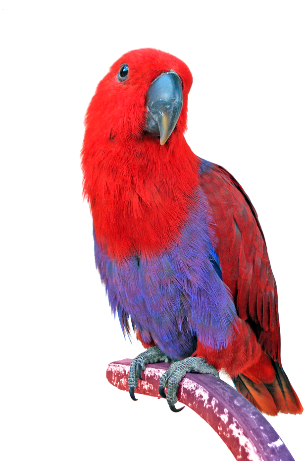 Bird Eclectus Parrot Keeping Parrots Cockatiel - Transparent Images Macaw Parrots (700x933)