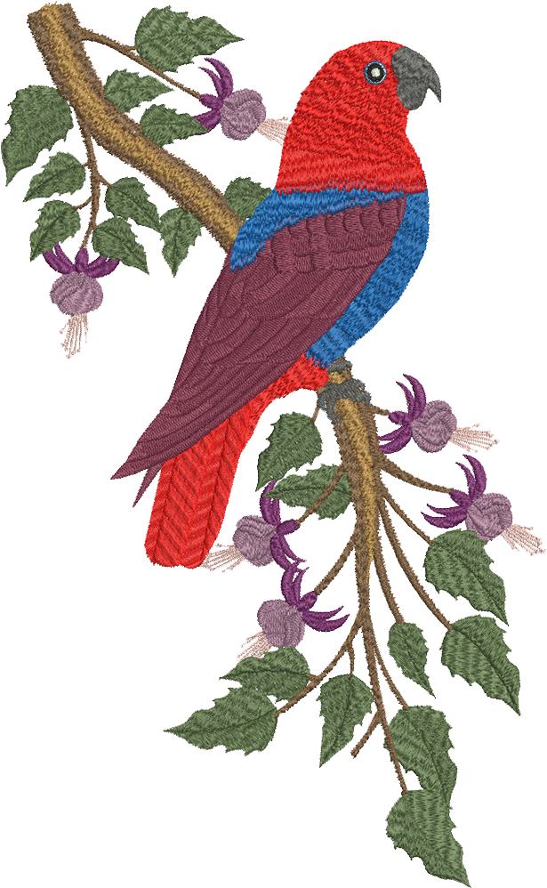 Eclectus Parrot Web - Eclectus Parrot Web (1000x1000)