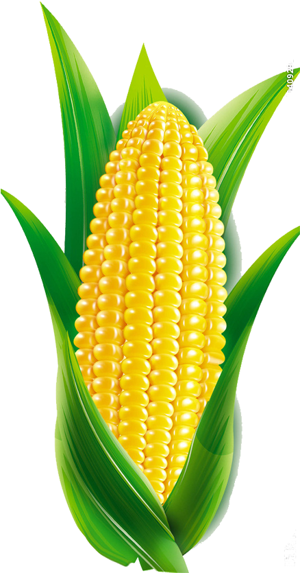 Maize Cartoon - Corn - Maiz Diseño (534x1024)