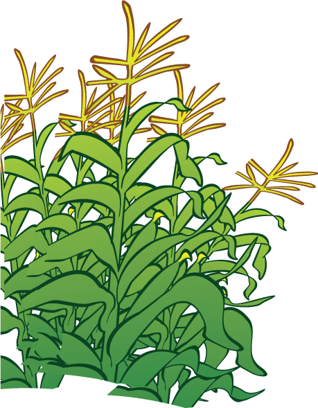 Corn Stalk Cartoon Images - Cartoon Corn Stalk Transparent (459x589)