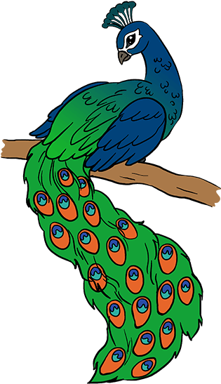 Simple Colorful Peacock Drawing - Peacock Pictures For Drawing (678x600)