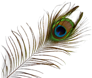 Feather Png Transparent Pic Png Images - Peacock Feather Transparent Background (400x329)