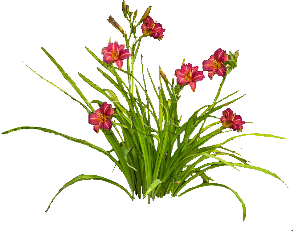 Лилейник Png - Daylily (1024x768)