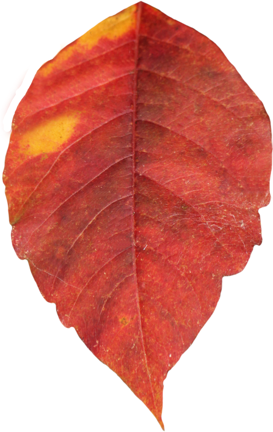 Fall Leaves Clip Art At Clker - Autumn (900x1435)