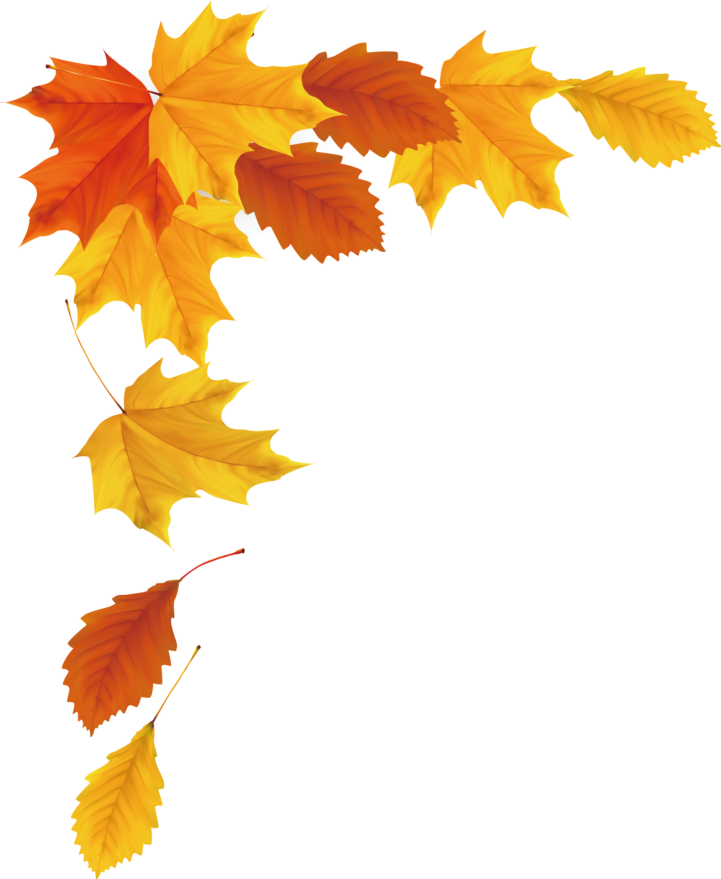 Maple Leaf Autumn - Autumn Vector Png (2334x2847)
