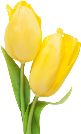 Yellow-tulip - Tulip (339x500)