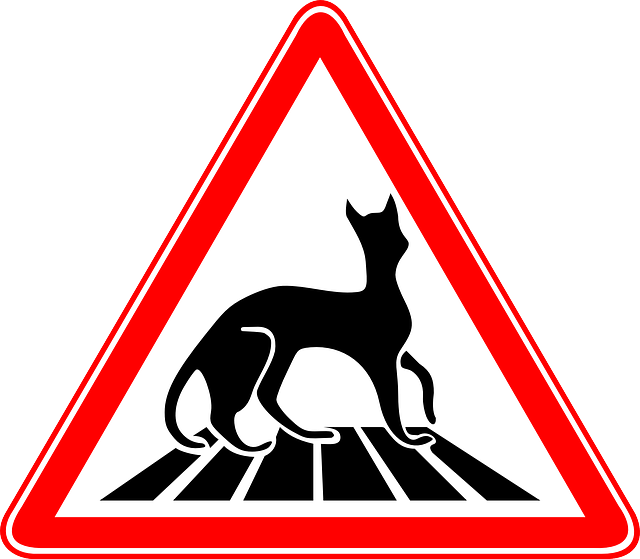 Cat, Crossing, Zebra, Humor, Walking, Pedestrian - Cat Pedestrian (640x559)