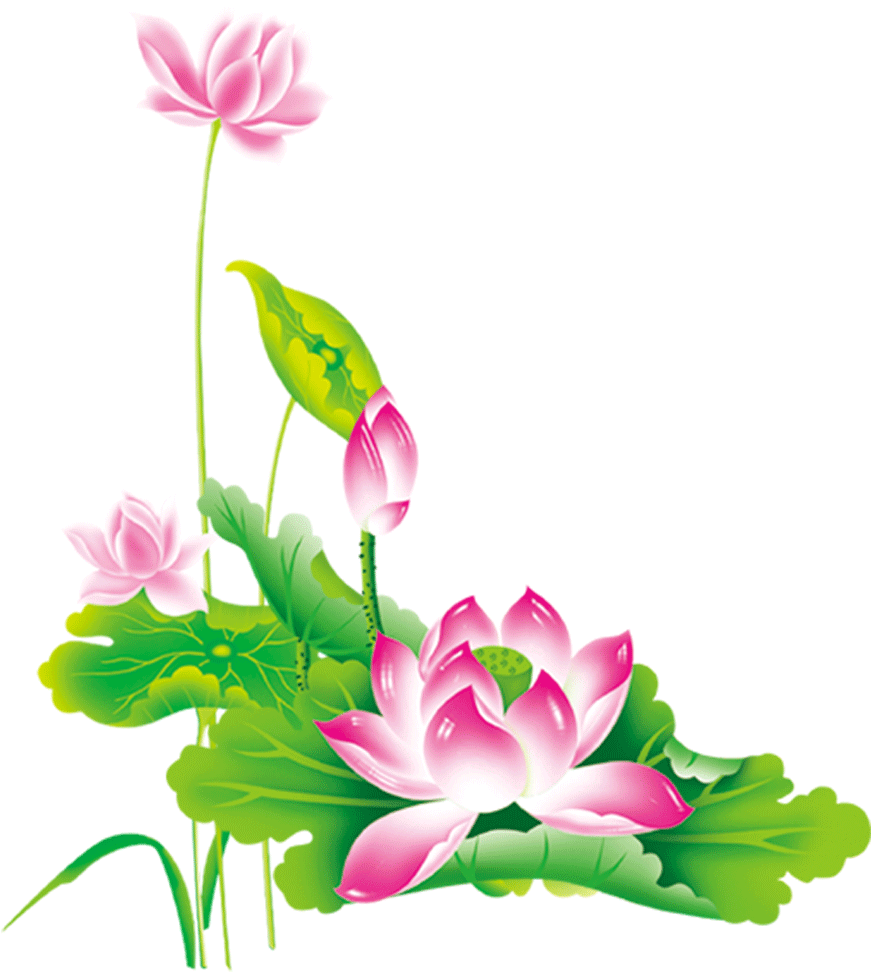 Nelumbo Nucifera Chinese New Year Pink - รูป ดอกบัว Png (1000x1000)