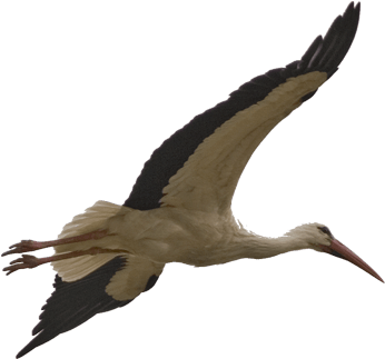 Stork Bird Png Image - Stork Transparent (400x400)