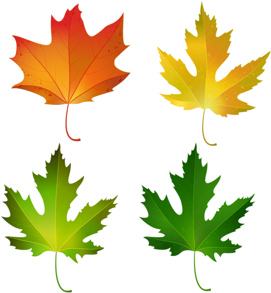 Fall Maple Leaves Set Png Decorative Clipart Image - Sugar Maple Leaf Color (571x600)