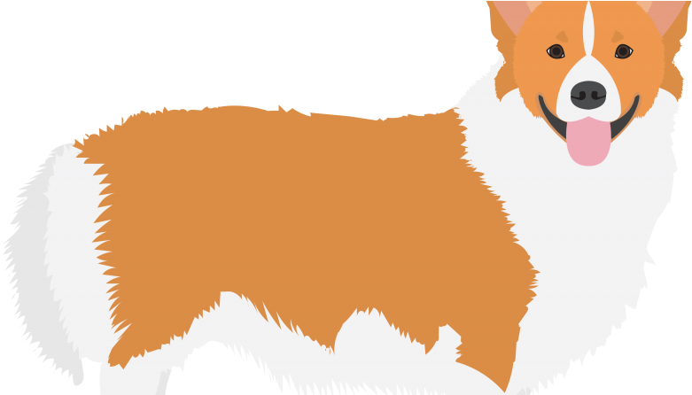Pembroke Welsh Corgi (800x445)