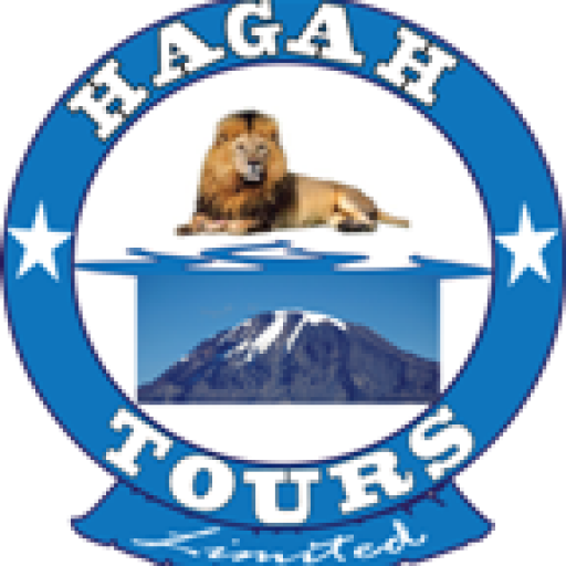 - Hagah Tours Limited - Masai Lion (512x512)