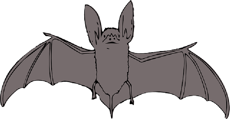 Animals, Bat, Cartoon, Bird, Cute, Night, Animal - Bat Clip Art (800x415)