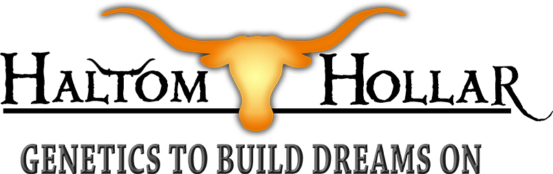 Haltom Hollar Ranch Logo - Ranch (804x254)