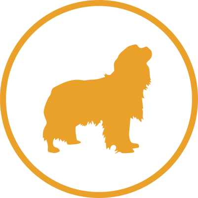 Medium Dog Grooming Prices Icon - Cavalier King Charles Spaniel Silhouette (401x401)