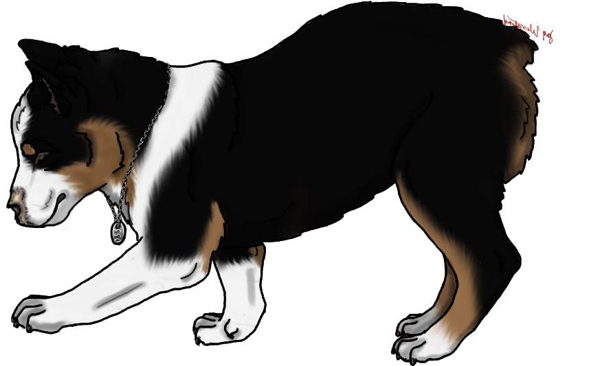 Old English Sheepdog Gender - Border Collie (970x550)