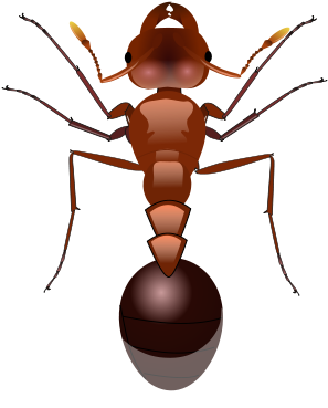 File - Red Ant - Svg - Fourmi Svg (318x469)