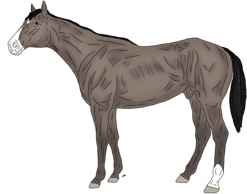 Roosevelt's Smok N Oak By Capnrcubey - Belgian Warmblood (1032x774)