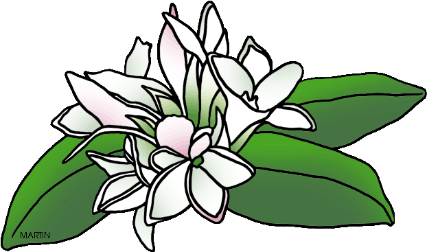 Free Flowers Clip Art By Phillip Martin, Mayflower - Phillip Martin Clipart Flower (648x382)