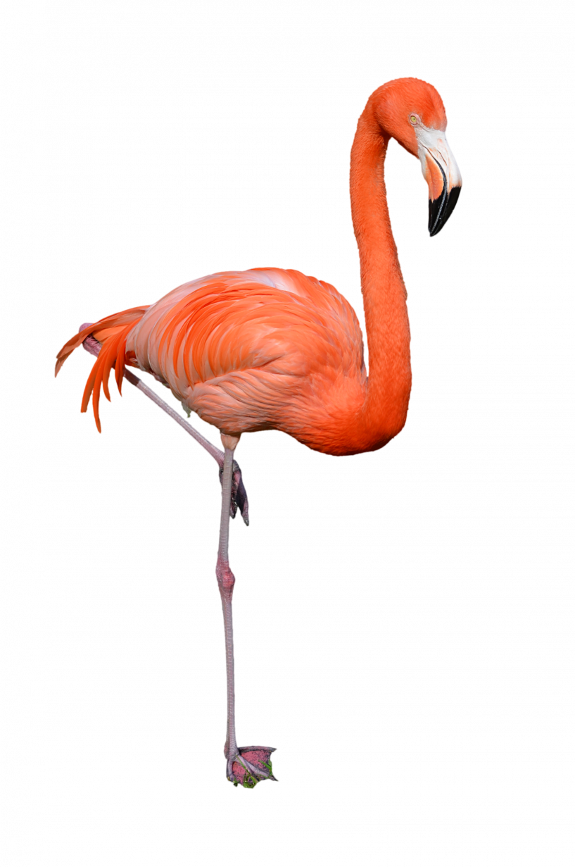 Flamingo Png (817x1231)