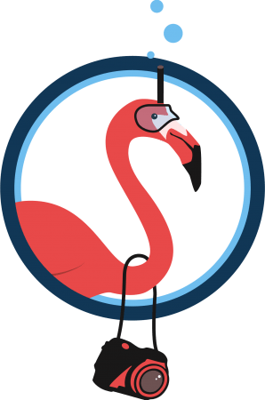Flamingo Activities - Flamingo Activities (298x450)