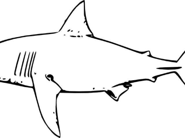 Bull Shark Clipart Cool - Black And White Shark (640x480)