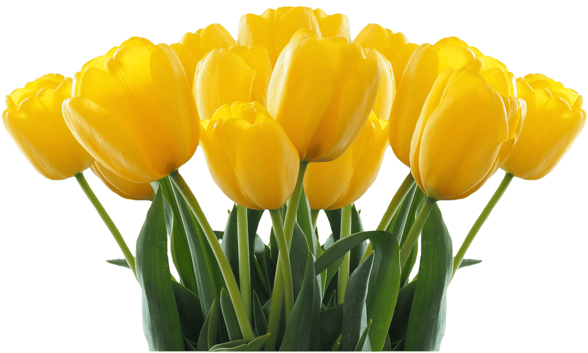 Flower Garden Clipart Black And White - Tulips Transperent (1368x855)