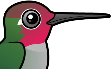 About The Anna's Hummingbird - Cartoon Hummingbird (440x440)