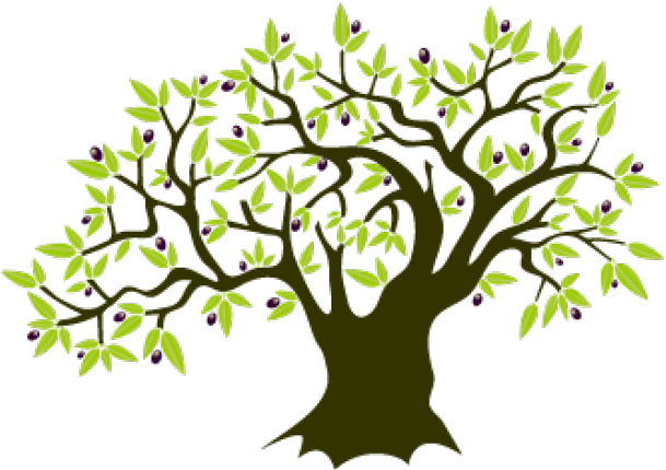 Olive Tree Clipart - Grafted In Israel Gentiles Amp The Mystery (640x480)