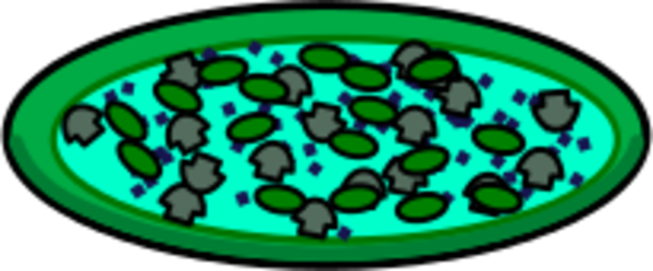 Rejon Pizza Clipart - Pizza (600x249)