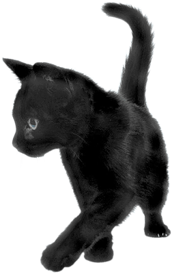 Black Cat Sideview - Transparent Picture Of Cats (400x400)
