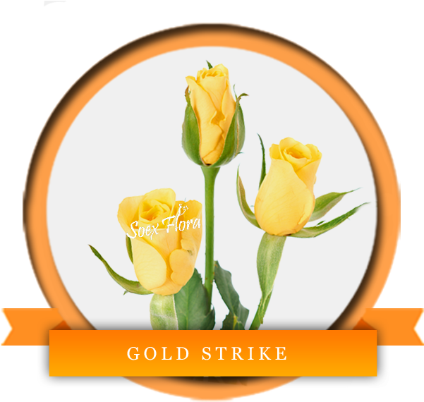 A Very Fresh Bright Yellow Rose Gold Strike Is Very - Rose (600x600)