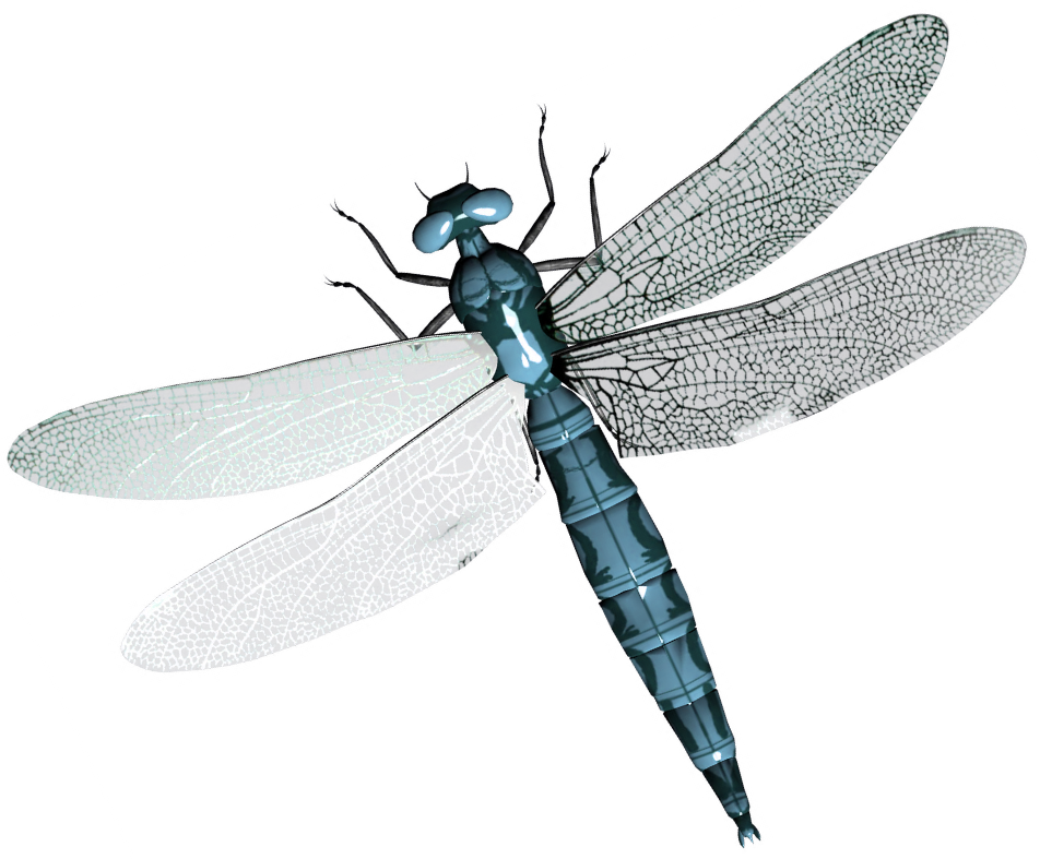28 Collection Of Dragonfly Clipart Transparent Background - Png Dragonfly (952x787)