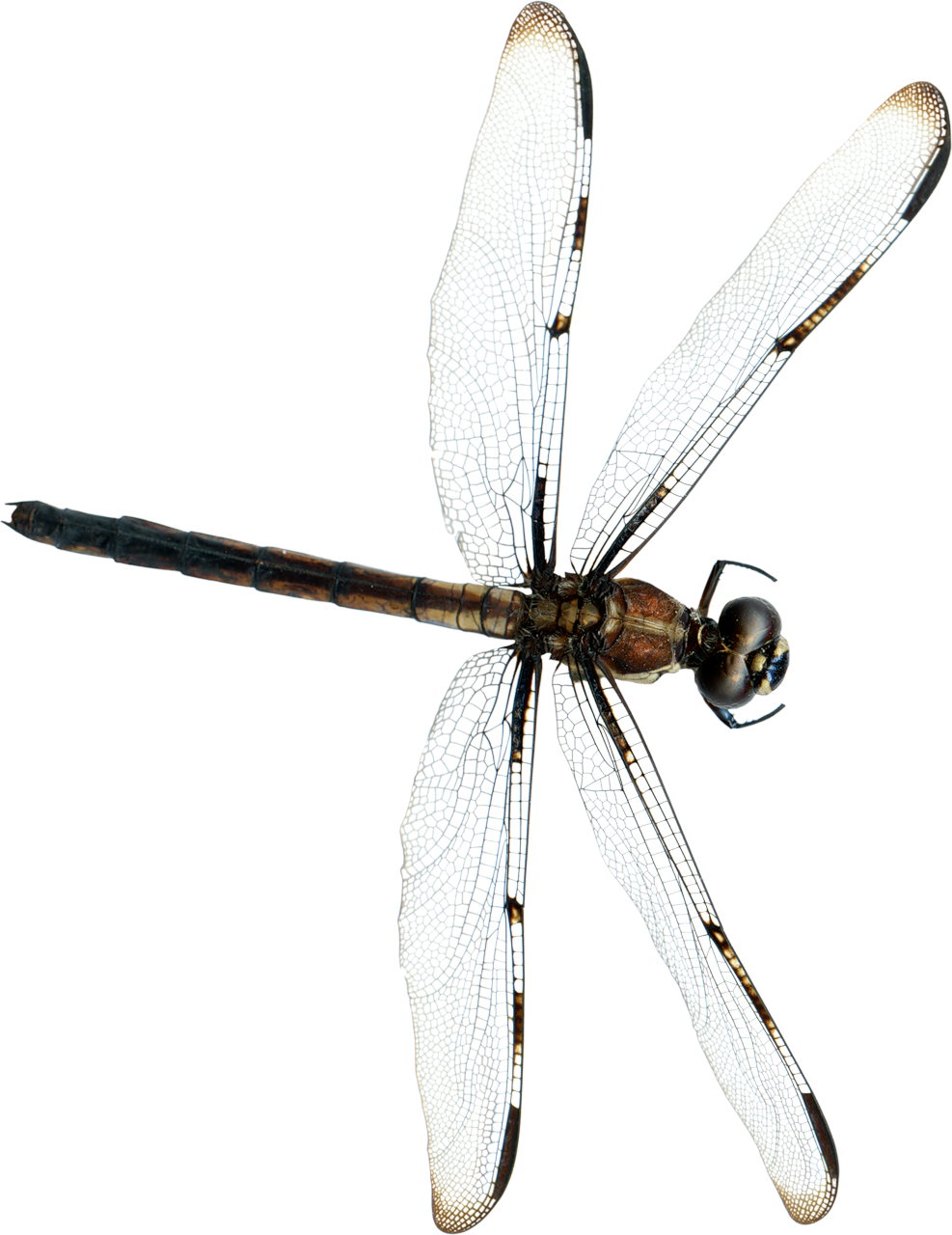 Insects Dragonflies - Стрекоза Png (987x1280)