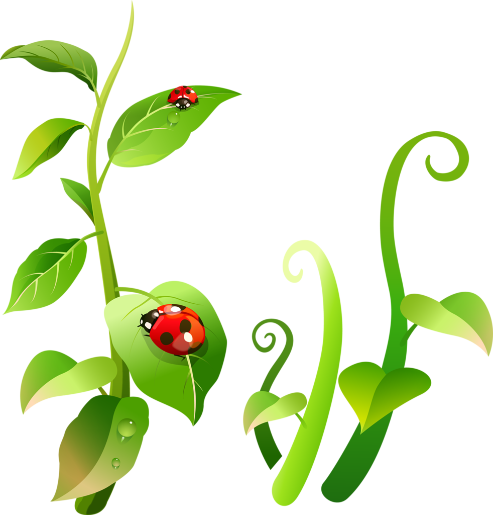 Фото, Автор Oli - Coccinelle Png (982x1024)